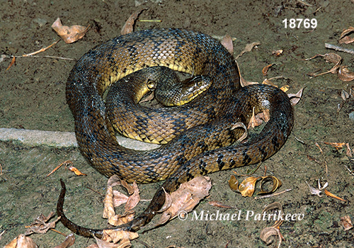 Diamondback Watersnake (Nerodia rhombifer)